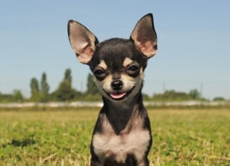 Hunderasse Chihuahua: Ein junger, reinrassiger Chihuahua blickt frontal in die Klammera, auf einer kargen Wiese.