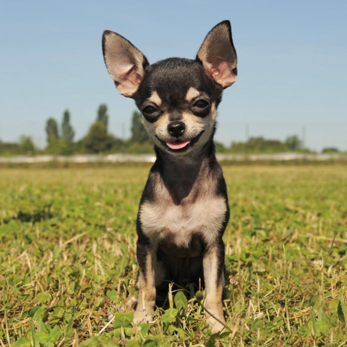 Kurzhaar welpen chihuahua mini Mini Chihuahua