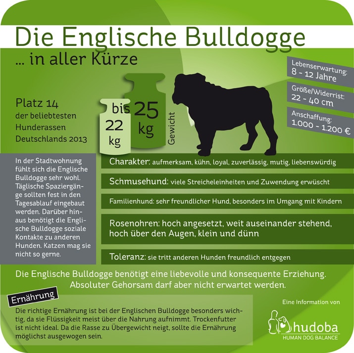 Die Englische Bulldogge ... in aller Kürze. Wissenswertes und Interessantes