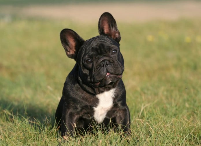 Franzosische Bulldogge Kampfhund Als Beliebtes Familienmitglied Mydog365 Magazin