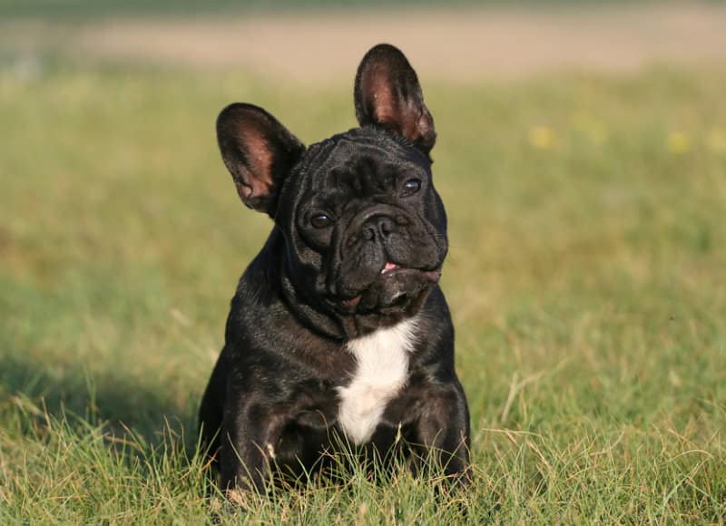Mischlinge französische bulldogge Französische Bulldogge