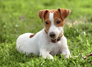 Hunderasse Jack Russel Terrier