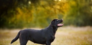 Hunderasse Labrador Retriever
