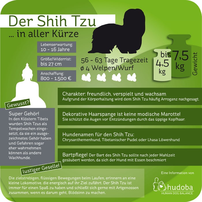 Infografik Shih Tzu: Wissenswertes und Interessantes