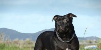Staffordshire Bullterrier: Schwarzer Hund auf grüner Wiese vor Berghintergrund blickt nach vorne links.