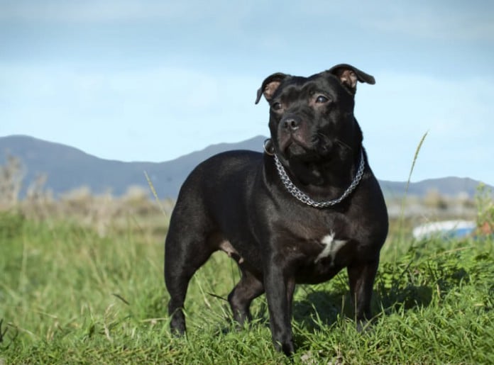 Staffordshire Bullterrier Kampfhund