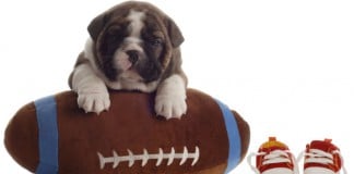 Puppybowl: Welpen statt Football. Wo? Natürlich in den USA