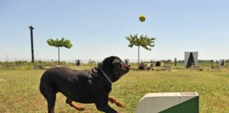 Flyball - ein Hund vor der Wurfmaschine