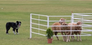 Hütewettbewerbe: Ein Border Collie hat die Schafe ins Gatter getrieben
