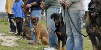 Obedience: Mehrere Hunde und Halter präsentieren sich