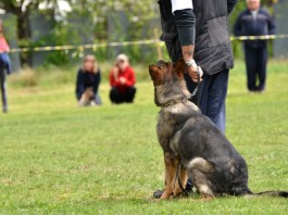 Schutzhundesport - hundgerechte Beschäftigung