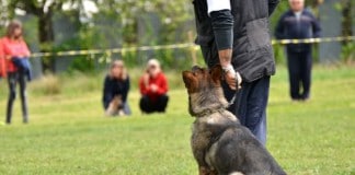 Schutzhundesport - hundgerechte Beschäftigung