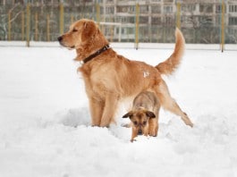 Winter-Olympiade für Hunde veranstalten