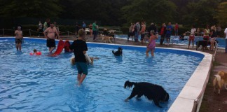 Ein schwarzer großer Hund spielt im Schwimmbadbecken