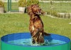 Hundepool von Karlie, Doggypool: Ein Hund springt inmitten eines gefüllten Pools zum Aufstellen