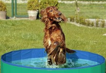 Hundepool von Karlie, Doggypool: Ein Hund springt inmitten eines gefüllten Pools zum Aufstellen
