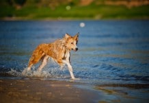 Hundehalter aufgepasst: Kein Freilauf in der Brut- und Setzzeit!