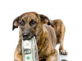 Hundesteuer: Wer zahlt wie viel und wofür?