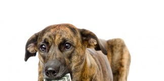 Hundesteuer: Wer zahlt wie viel und wofür?