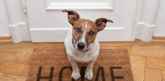 Wann muss der Vermieter den Hund in der Wohnung erlauben?