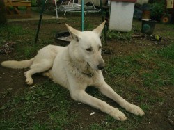 Hund Fino vom Tierschutzverein Eichetal: Der weiße kanadische Schäferhund schaut schräg an der Kamera vorbei