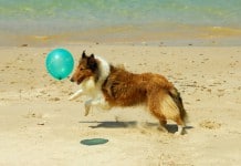 Ferienangebote für Hunde - nicht nur am Strand