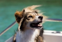 Schiffsreise mit Hund (Fährfahrt)