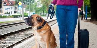 Zugreise mit Hund: Was solltest du beachten?