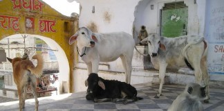 Hund, Kühe und Affe in einem indischen Tempel