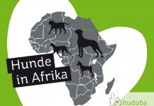 Hunde in Afrika