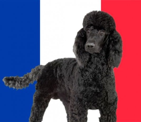 Hunde in Frankreich