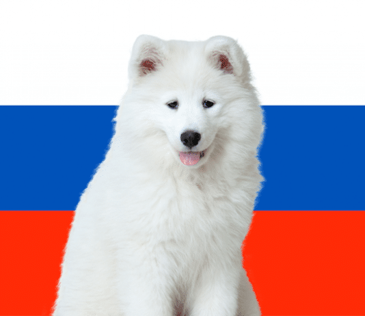 Hunde in Russland
