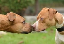 Kampfhunde: 2 Pit Bull Terrier ... wirklich aggressiv?