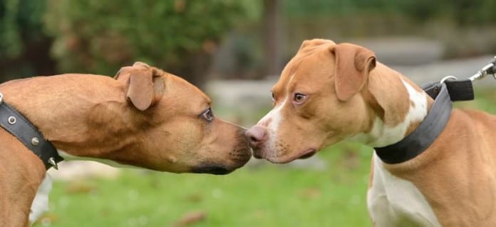 Kampfhunde: 2 Pit Bull Terrier ... wirklich aggressiv?