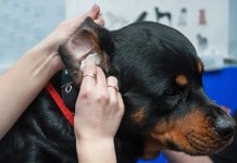 Tierarzt-Kosten: Ohrenuntersuchungen