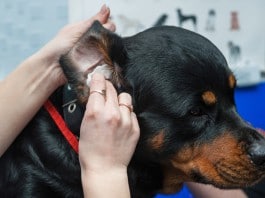 Tierarzt-Kosten: Ohrenuntersuchungen