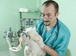 Tierarzt-Kosten: Lunge (Atmungsapparat)
