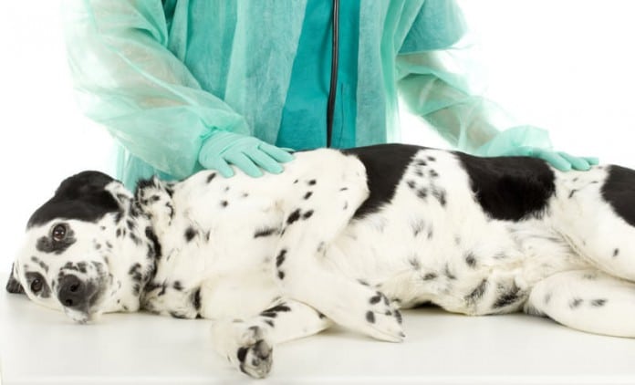 Tierarzt-Kosten: Bauch, Verdauungsapparat, Bauchspeicheldrüse