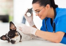 Tierarzt-Kosten: Hautuntersuchung