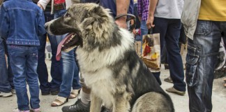 Tiertafeln: Hund wartet neben Menschenschlange
